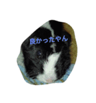 かわいいモルモットとハリネズミ達（個別スタンプ：7）