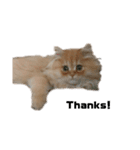 ねこ（ペルシャ）（個別スタンプ：1）