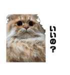 ねこ（ペルシャ）（個別スタンプ：4）