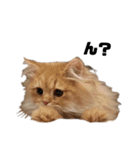 ねこ（ペルシャ）（個別スタンプ：5）