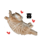 ねこ（ペルシャ）（個別スタンプ：6）