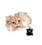 ねこ（ペルシャ）（個別スタンプ：8）