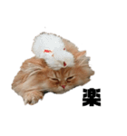 ねこ（ペルシャ）（個別スタンプ：9）