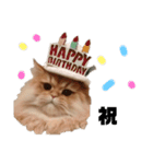 ねこ（ペルシャ）（個別スタンプ：10）