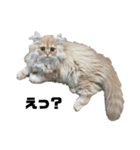 ねこ（ペルシャ）（個別スタンプ：11）