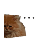 ねこ（ペルシャ）（個別スタンプ：12）