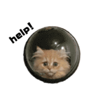 ねこ（ペルシャ）（個別スタンプ：13）