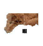 ねこ（ペルシャ）（個別スタンプ：18）