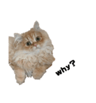ねこ（ペルシャ）（個別スタンプ：21）