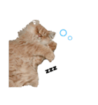 ねこ（ペルシャ）（個別スタンプ：23）