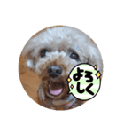チコぷー（個別スタンプ：5）