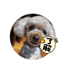 チコぷー（個別スタンプ：6）
