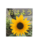 ごあいさつ(花編)（個別スタンプ：1）