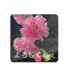ごあいさつ(花編)（個別スタンプ：3）