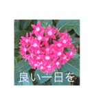 ごあいさつ(花編)（個別スタンプ：4）