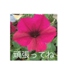 ごあいさつ(花編)（個別スタンプ：5）