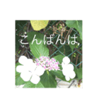 ごあいさつ(花編)（個別スタンプ：7）
