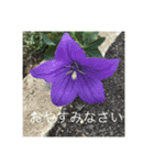 ごあいさつ(花編)（個別スタンプ：8）