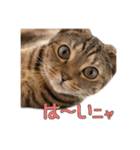 毎日使える♡スコティッシュまるみスタンプ（個別スタンプ：1）