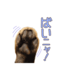 毎日使える♡スコティッシュまるみスタンプ（個別スタンプ：11）