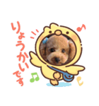 トイプー百々(momo)のスタンプ（個別スタンプ：4）