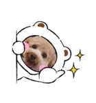 トイプー百々(momo)のスタンプ（個別スタンプ：6）