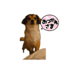我が家のチワックス、くうちゃん。（個別スタンプ：6）