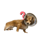 我が家のチワックス、くうちゃん。（個別スタンプ：7）