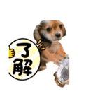 我が家のチワックス、くうちゃん。（個別スタンプ：10）