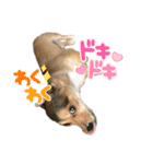 我が家のチワックス、くうちゃん。（個別スタンプ：11）