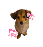 我が家のチワックス、くうちゃん。（個別スタンプ：14）