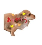 我が家のチワックス、くうちゃん。（個別スタンプ：15）