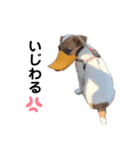 ジャックのあずき（個別スタンプ：7）