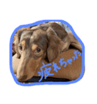 ぽちゃぽちゃ銀ちゃんスタンプ（個別スタンプ：6）