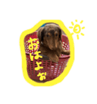 ぽちゃぽちゃ銀ちゃんスタンプ（個別スタンプ：9）