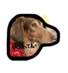 ぽちゃぽちゃ銀ちゃんスタンプ（個別スタンプ：10）