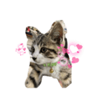 雄猫ケリーちゃん（個別スタンプ：1）