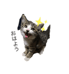 雄猫ケリーちゃん（個別スタンプ：3）
