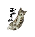 雄猫ケリーちゃん（個別スタンプ：4）