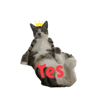 雄猫ケリーちゃん（個別スタンプ：5）