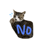 雄猫ケリーちゃん（個別スタンプ：6）