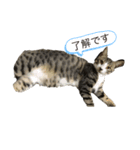 雄猫ケリーちゃん（個別スタンプ：7）