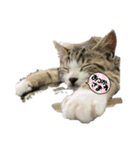 雄猫ケリーちゃん（個別スタンプ：8）