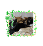 デビルミミシャン（個別スタンプ：5）