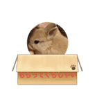 chii'＆Cocoaスタンプ（個別スタンプ：3）