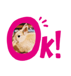 chii'＆Cocoaスタンプ（個別スタンプ：6）