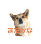 犬、時々飼い主（個別スタンプ：1）
