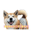 犬、時々飼い主（個別スタンプ：2）