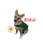 犬、時々飼い主（個別スタンプ：3）