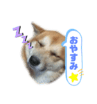 犬、時々飼い主（個別スタンプ：4）